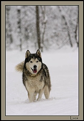 my wolf