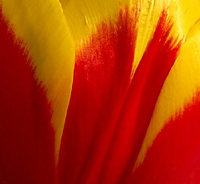 Red and Yellow