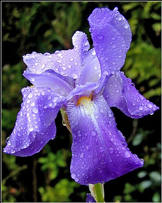 Iris In The Rain