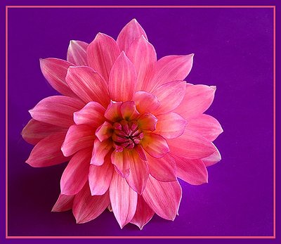 Pink Dahlia