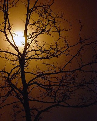 Tree at Stadium