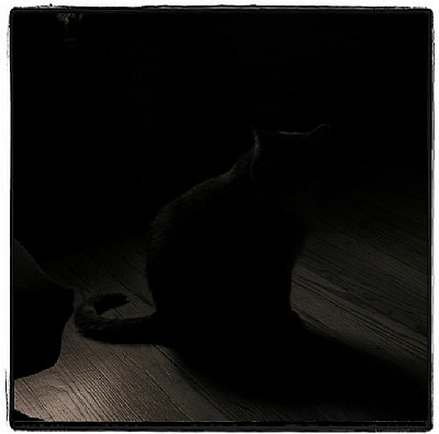Gloomy Gus