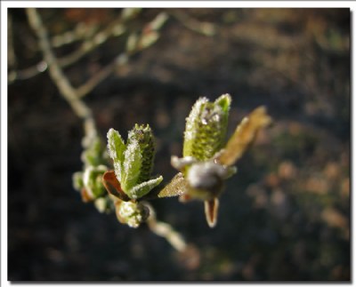 Frost on New Growth