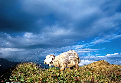 sheep in himalayas