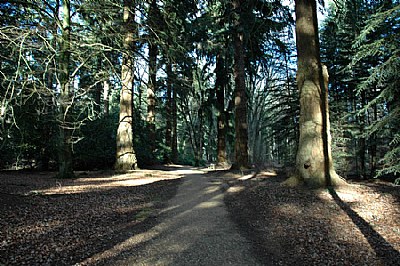 pathway through the forest