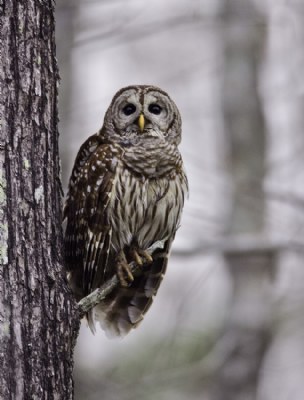 Hooty