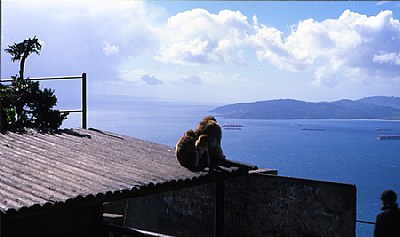 Macaques at Gibrlatar