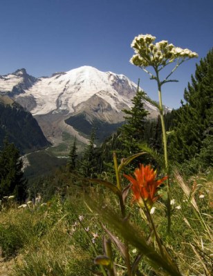 Rainier View