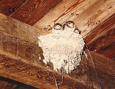 Curious baby barn swallows