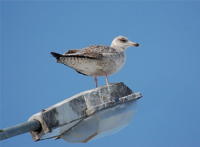 gull