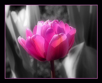 A Tulip Of Pink