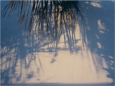 palmera shadow