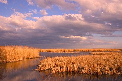 On Golden Marsh