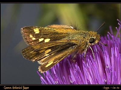 Common Hottentot Skipper