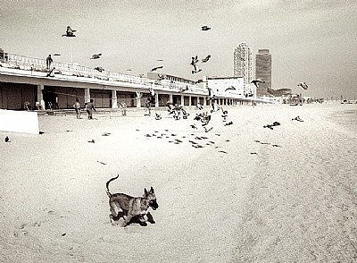 dog at beach