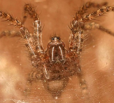 Funnel Web Spider
