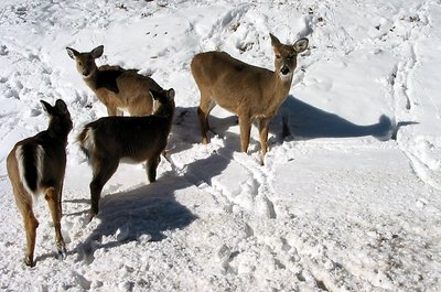 The deer family