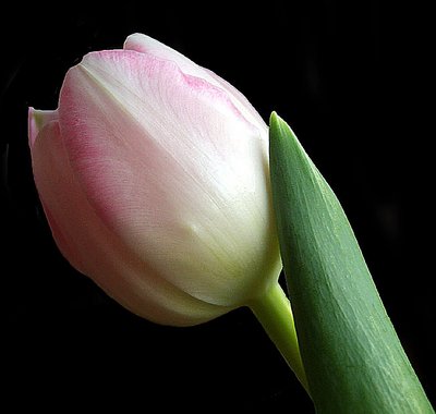 Tulip # 1