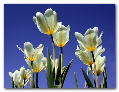 Tulips en Regalia