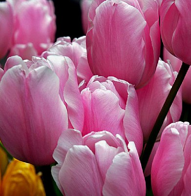 A Crowd of Tulips