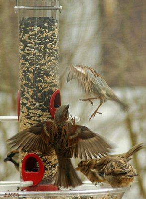 Feeding Frenzy