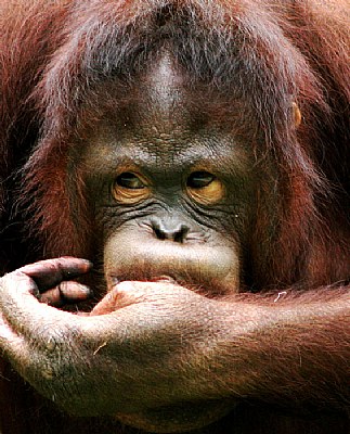 Orang Utan