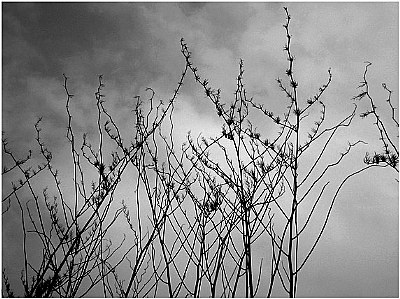 weeds in the wind