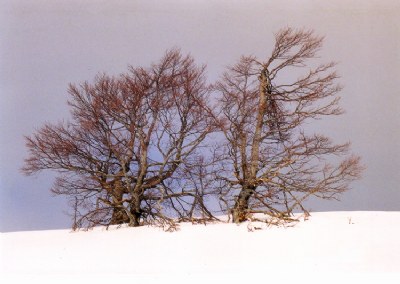 treeeeeeeeees aaaaaaaand snoooooooow 