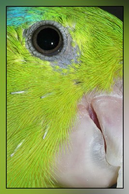 Parrot close-up