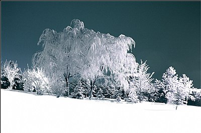 weeping willow