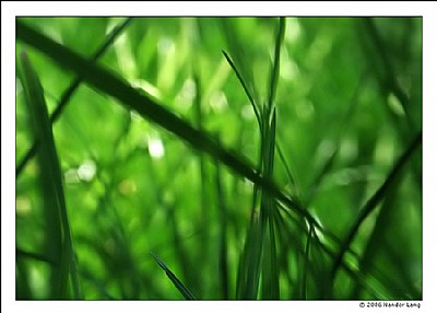 Lying in the grass