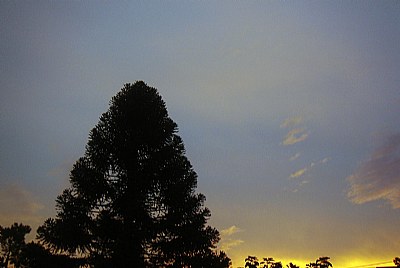 Conifer & Sunset