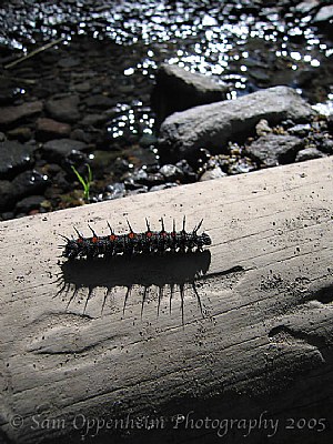Rainier Caterpillar