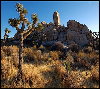 Joshua Tree III