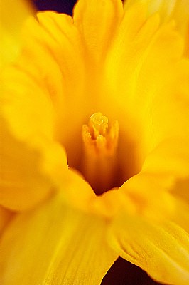 Daffodil i