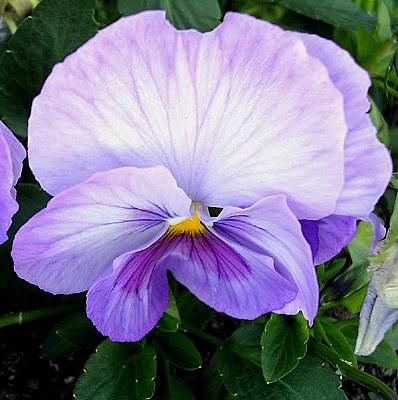 lavender pansy