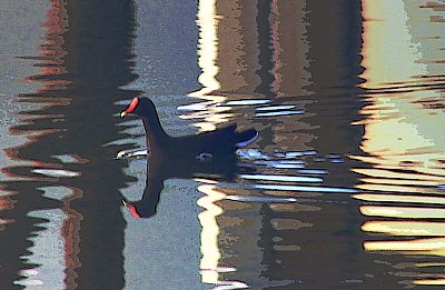 Reflective Duck