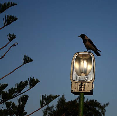 Alone On The Lamp