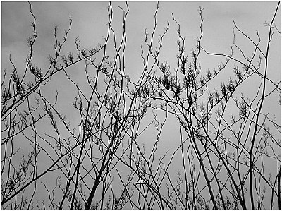winterweeds in the wind