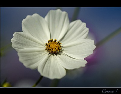 Cosmos 1