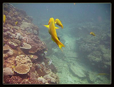 Flinders Reef #1