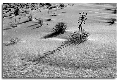 Yucca in the Sand