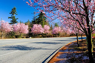 Stunning Blossoms 