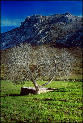 Fig Tree