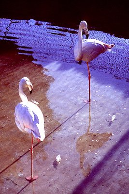 Two Flamingos!