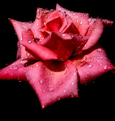 THE GREAT PINK ROSE