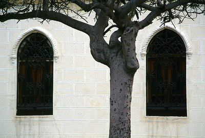 Two Windows and a Tree