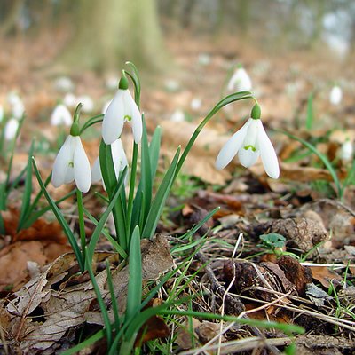 snowdrops