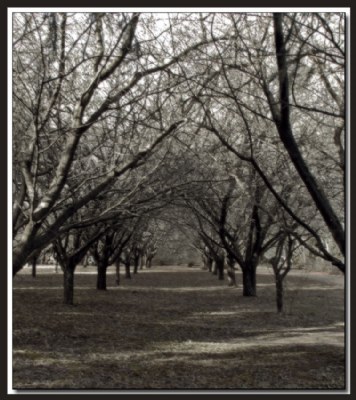 Canopy