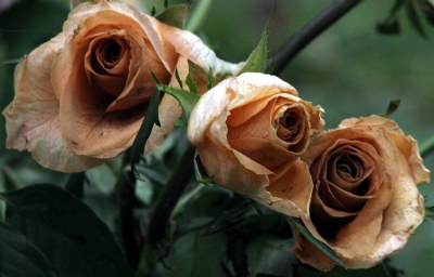 Apricot Roses